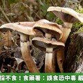 路邊野菇不採不食！食藥署：誤食恐中毒 嚴重損害肝腎