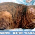 肥胖犬貓易罹糖尿病！ 專家提醒「吃多喝多尿多」警訊