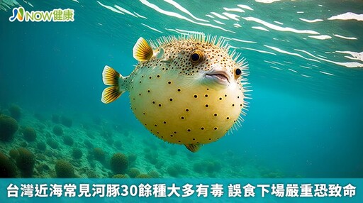 台灣近海常見河豚30餘種大多有毒 誤食下場嚴重恐致命