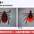 今年首例萊姆病境外移入 法籍男遭蜱蟲叮咬來台才確診