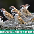 麻雀誤觸黏鼠板怎麼辦？別硬扯！ 獸醫師建議採3步驟