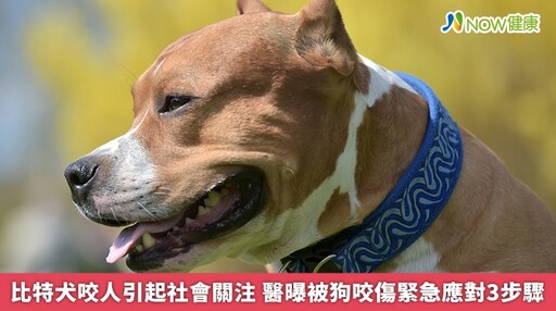 比特犬咬人引起社會關注 醫曝被狗咬傷緊急應對3步驟