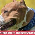 比特犬咬人引起社會關注 醫曝被狗咬傷緊急應對3步驟