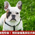 每年2萬人被狗咬傷！ 預防破傷風與狂犬病該這樣處理