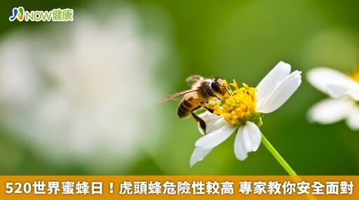 520世界蜜蜂日!虎頭蜂危險性較高 專家教你安全面對
