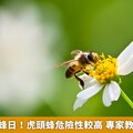 520世界蜜蜂日！虎頭蜂危險性較高 專家教你安全面對