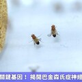 果蠅大腦內關鍵基因！ 揭開巴金森氏症神經退化的機制