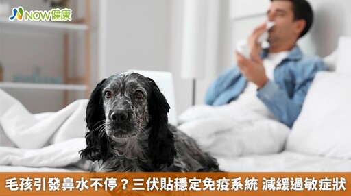 毛孩引發鼻水不停?三伏貼穩定免疫系統 減緩過敏症狀