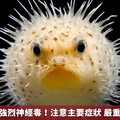 河豚毒素是強烈神經毒！注意主要症狀 嚴重恐呼吸衰竭