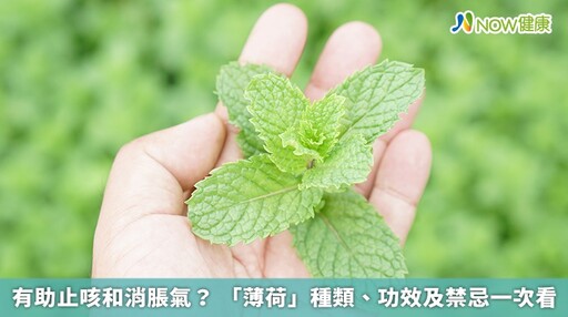 有助止咳和消脹氣？ 「薄荷」種類、功效及禁忌一次看