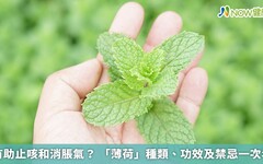 有助止咳和消脹氣？ 「薄荷」種類、功效及禁忌一次看