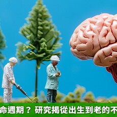大腦也有生命週期？ 研究揭從出生到老的不同發展階段