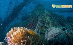 鈣鐵供應量大跌、癌藥缺原料 竟跟珊瑚礁有關？