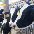 全球首見！美國乳牛爆禽流感疫情還傳人 呼籲民眾勿飲未殺菌生乳