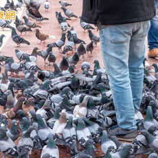 全球首例！美國爆人類感染 H5N5 禽流感亡 專家揭可能傳染來源