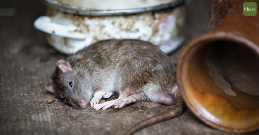 誤食老鼠藥致死可能性多大？超級華法林到底是什麼？毒物專家一次解答