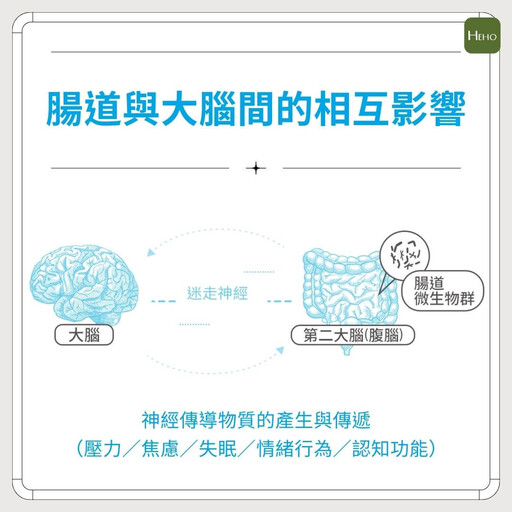 心理疲勞襲擊青壯年！臨床證實：慢性發炎影響壓力荷爾蒙，精神益生菌 PS128 調節腸道菌相、緩解壓力