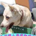 雲林縣六月啟動13場免費 狂犬病疫苗巡迴接種 防疫動起來 毛孩健康不容妥協！