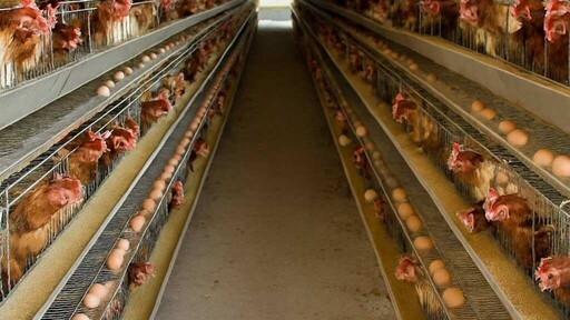 彰化問題蛋場未檢出違規成分 持續追查「毒雞蛋」可能汙染來源