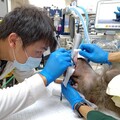 口腔保健不輕忽！壽山動物園X動物醫院守護動物牙牙齒健康