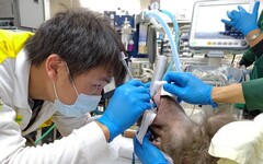 口腔保健不輕忽！壽山動物園X動物醫院守護動物牙牙齒健康