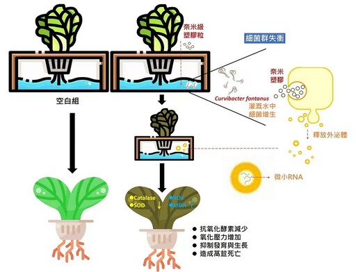 解密塑膠微粒破壞腸道菌相機制 嘉大研究團隊新成果登國際頂尖期刊
