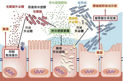 解密塑膠微粒破壞腸道菌相機制 嘉大研究團隊新成果登國際頂尖期刊