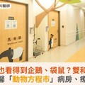 醫院也看得到企鵝、袋鼠？雙和醫院打造溫馨「動物方程市」病房、療癒空間