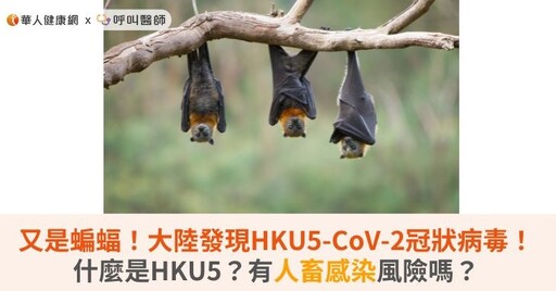 又是蝙蝠！大陸發現HKU5-CoV-2冠狀病毒！什麼是HKU5？有人畜感染風險嗎？