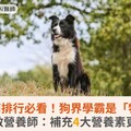 狗狗智商排行必看！狗界學霸是「牠們」！高敏敏營養師：補充4大營養素更聰明