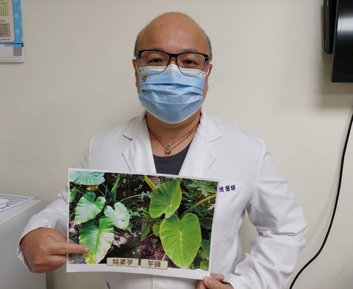 誤食姑婆芋釀口舌麻痛!醫師籲嚴重恐危及生命