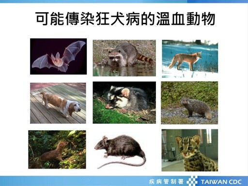 預防致命狂犬病 北榮桃園分院建議這樣做