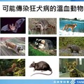 預防致命狂犬病 北榮桃園分院建議這樣做