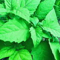 「龍葵」能預防乾眼症？研究揭「烏甜仔菜」含1成分：幫助眼睛保濕