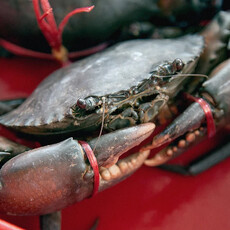 秋天是吃螃蟹的季節！海大教授教「活蟹處理」7步驟：線繩別亂解開