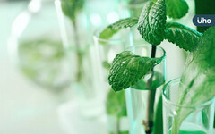 提神、消脹氣⋯薄荷功效多！專家揭生活妙用：加椰油成天然止癢劑