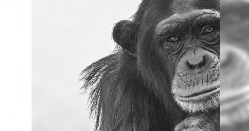 「猩球崛起」係金ㄟ？ 最新研究認為黑猩猩可能「一直都能說話」