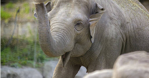 數十年最嚴重乾旱鬧飢荒！納米比亞撲殺723隻野生動物 分大象、斑馬肉送災民