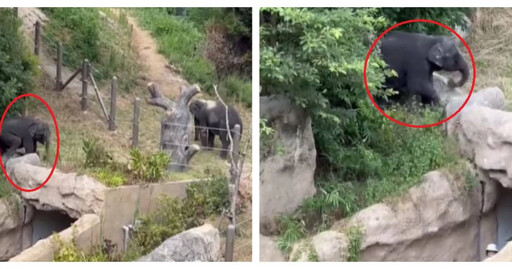 福岡動物園幼象3度上演脫逃記 園方拖９日才證實「市長說話了」