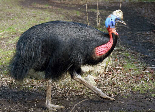 「世界最危險鳥類」鶴鴕曾殺死人類 英國鳥園成功孵化雛鳥