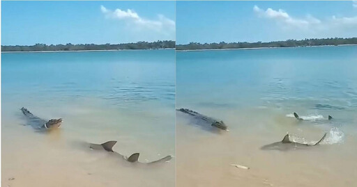 鱷魚與小鯊魚爭搶獵物…面對面開戰 目擊者近距離拍片網嚇瘋