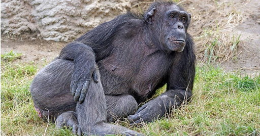 日動物園食物短缺一個多月！ 一查竟是員工偷取黑猩猩糧食