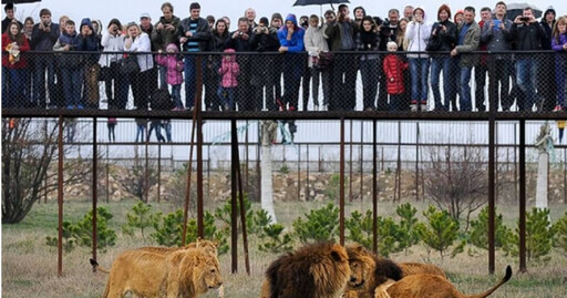 動物園資深員工忘關門 下秒被3獅子襲擊成碎片