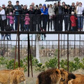 動物園資深員工忘關門 下秒被3獅子襲擊成碎片