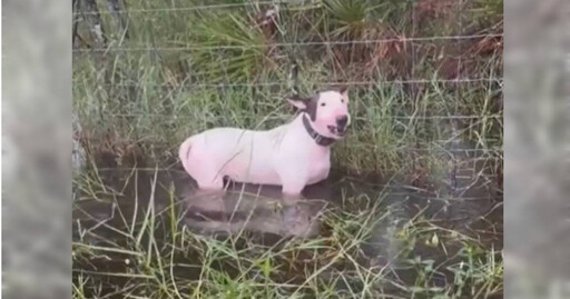 惡意棄養！颶風來襲狗狗被他栓路邊 泡水裡畫面惹憐…飼主最慘關5年