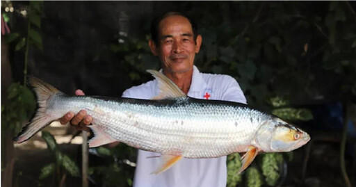 「湄公河幽靈魚」消失20年後現蹤柬埔寨！ 科學家嗨喊：以為滅絕了