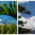 南半球富士山！塔拉納基山「精靈森林」迷幻誘人 玩伴女郎曬登山辣照挨轟