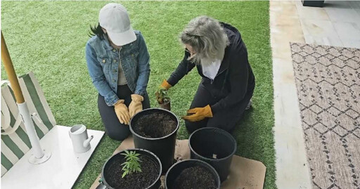 完成父親遺願！ 她將「骨灰混土裡」種大麻和媽媽一起吸食