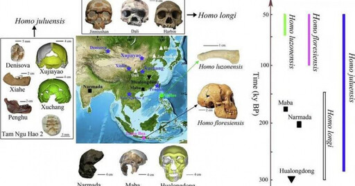 人類演化史恐改寫！ 中國發現古人類「巨顱人」化石