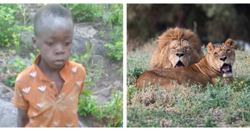 8歲男童誤闖獅群保護區 他「獨撐5天」獲救求生關鍵曝